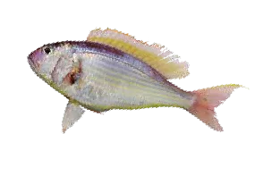 fish-image