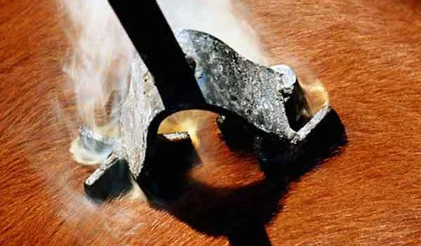 A horse is subjected to a metal rod, depicting a distressing scene
